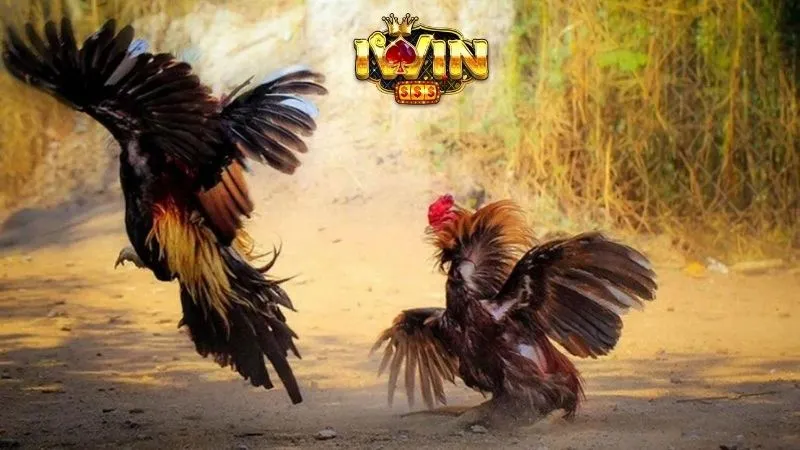 Nắm Bắt Quy Tắc Của iwin: Kiến Thức Cơ Bản Để Khởi Đầu